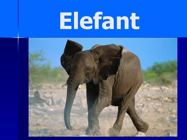 Elefant