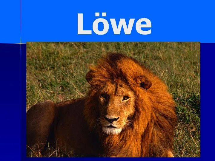 Löwe