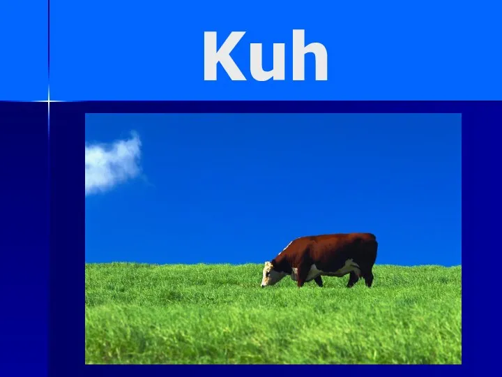 Kuh