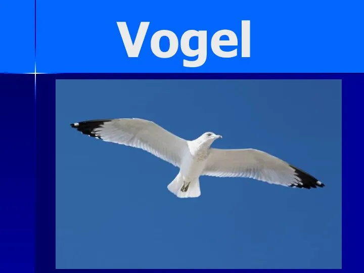 Vogel