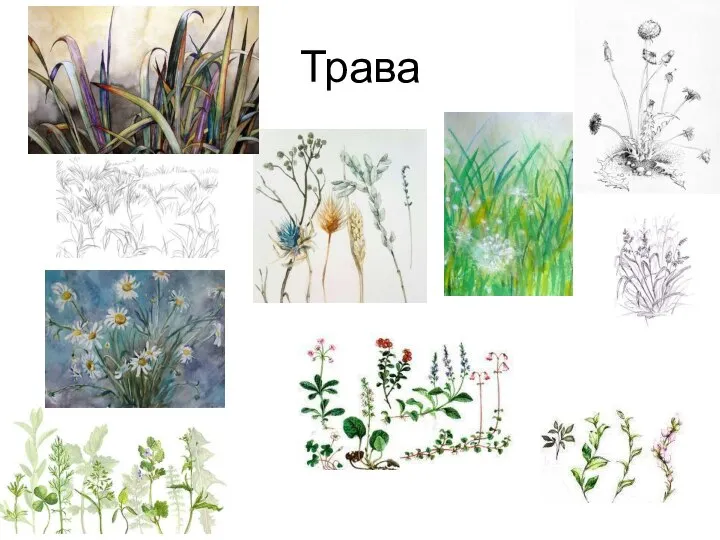 Трава