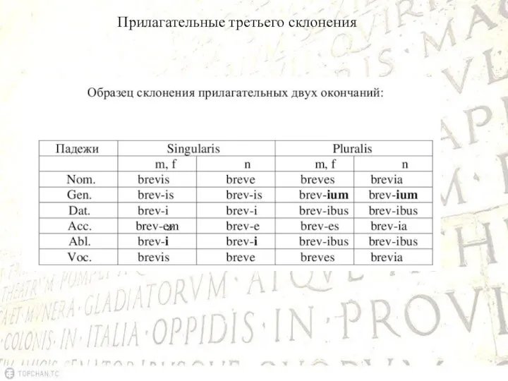 Прилагательные третьего склонения