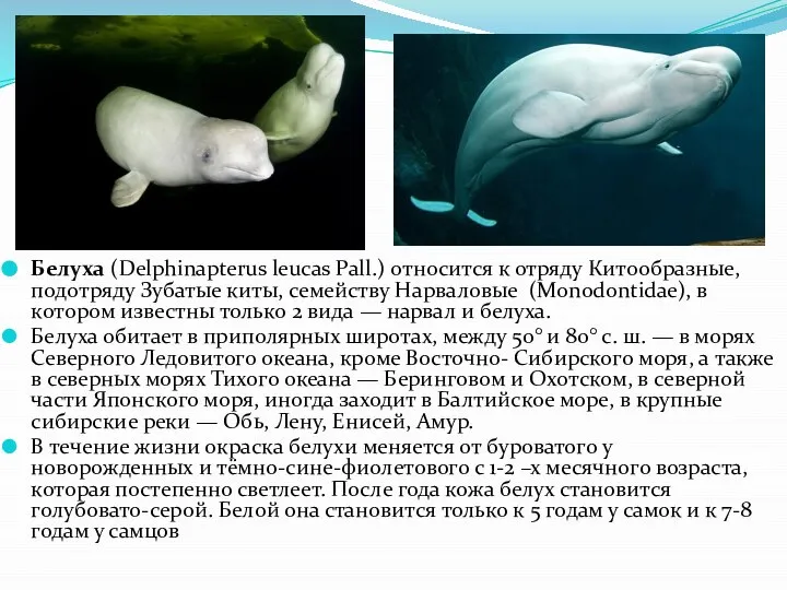 Белуха (Delphinapterus leucas Pall.) относится к отряду Китообразные, подотряду Зубатые киты, семейству