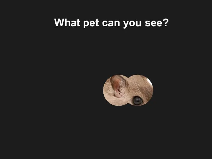 What pet can you see?