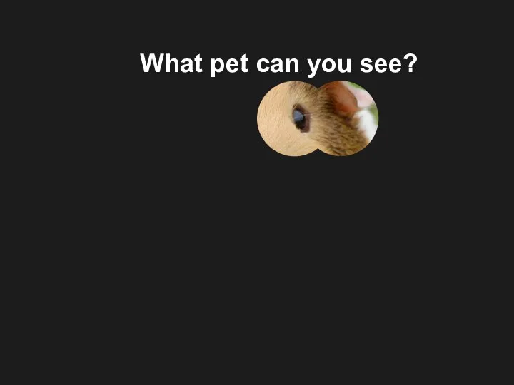 What pet can you see?