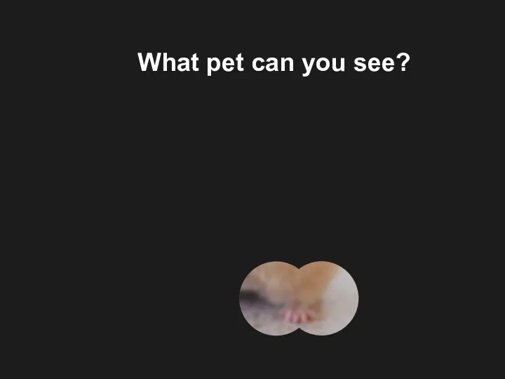 What pet can you see?