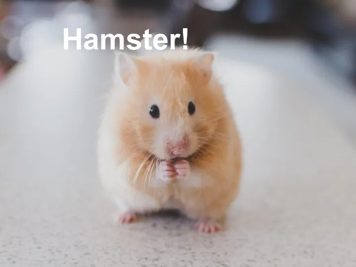 Hamster!