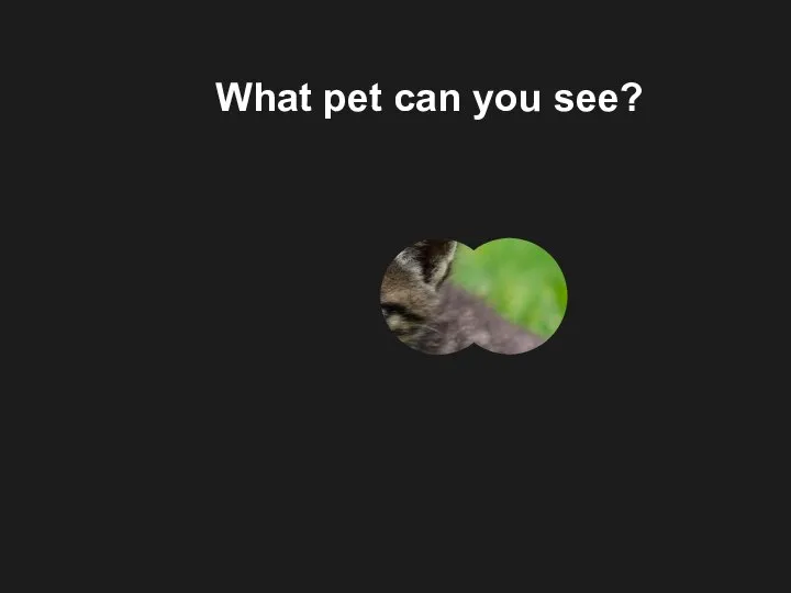 What pet can you see?