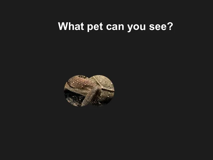 What pet can you see?