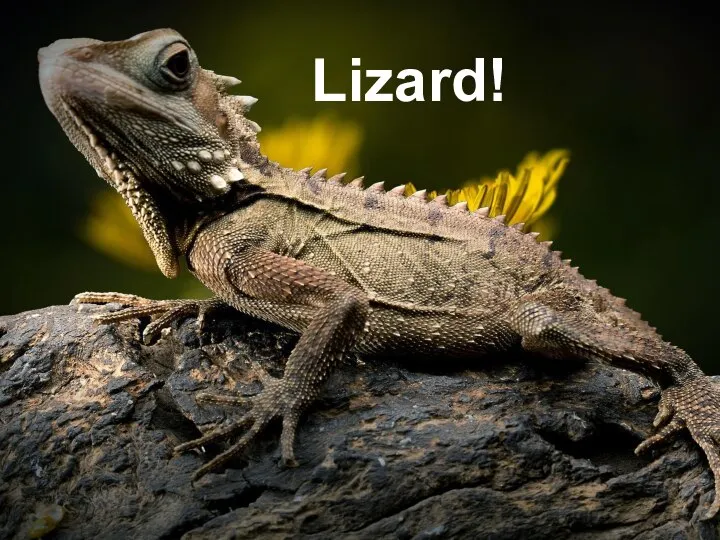Lizard!