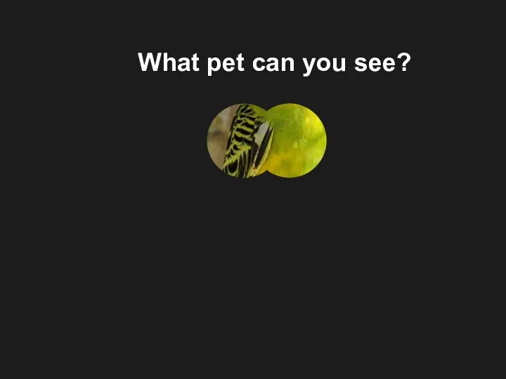 What pet can you see?