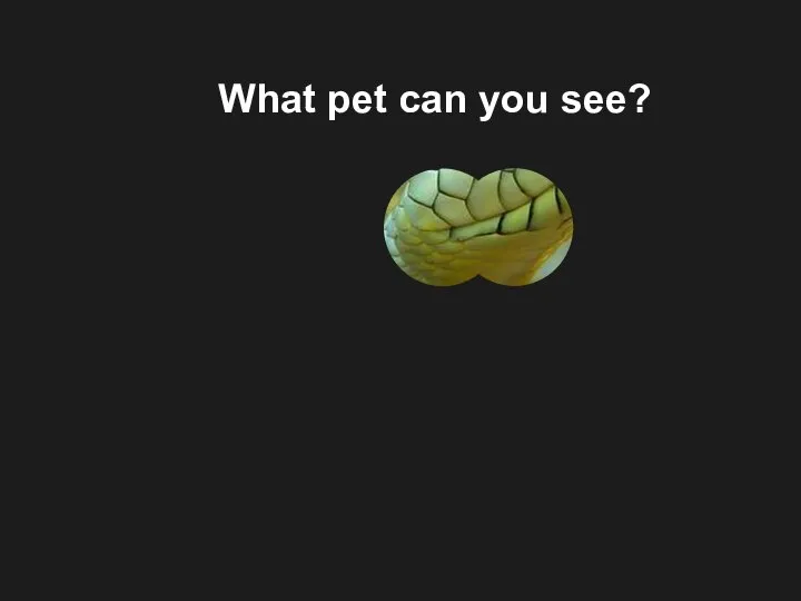 What pet can you see?