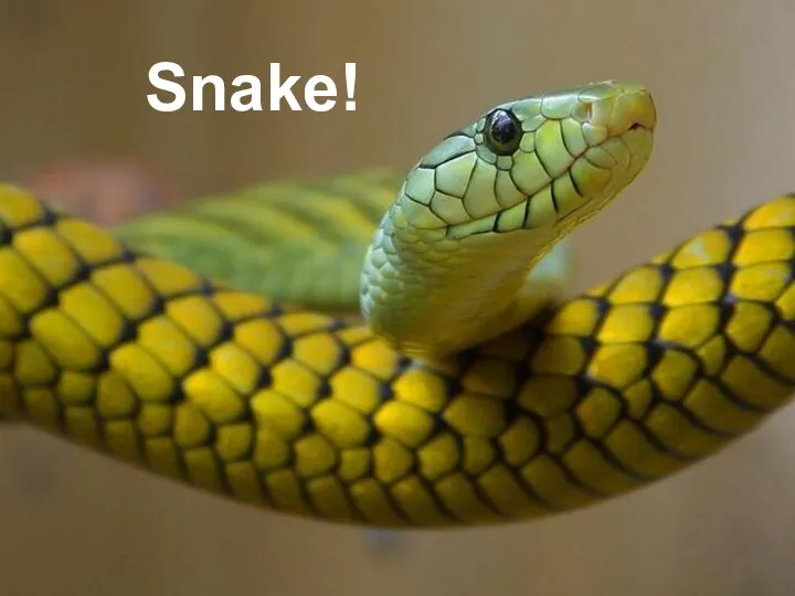 Snake!