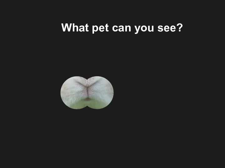 What pet can you see?