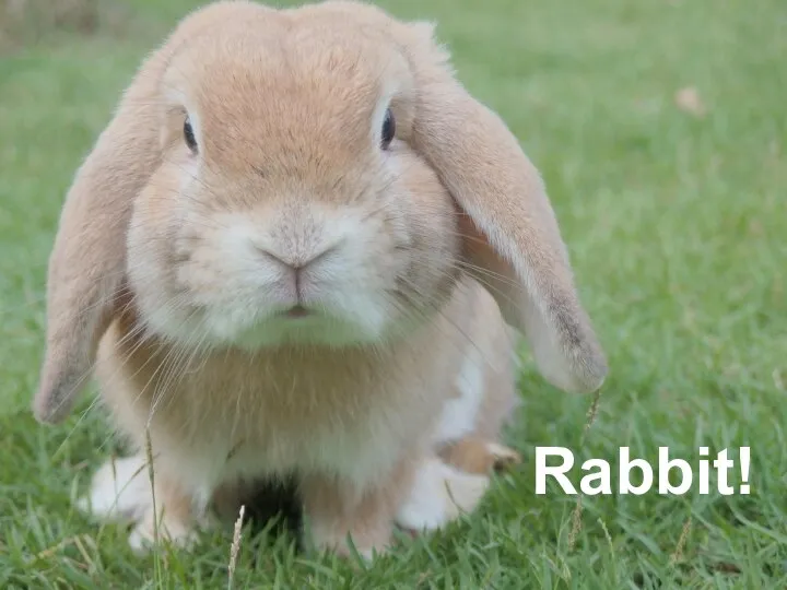 Rabbit!