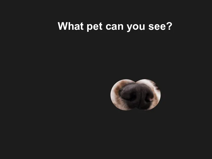 What pet can you see?