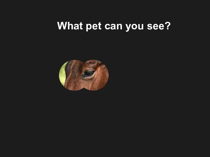 What pet can you see?