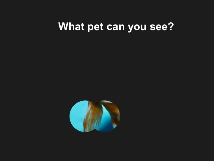 What pet can you see?