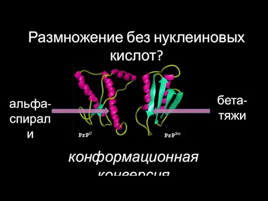 альфа-спирали бета-тяжи Размножение без нуклеиновых кислот? конформационная конверсия