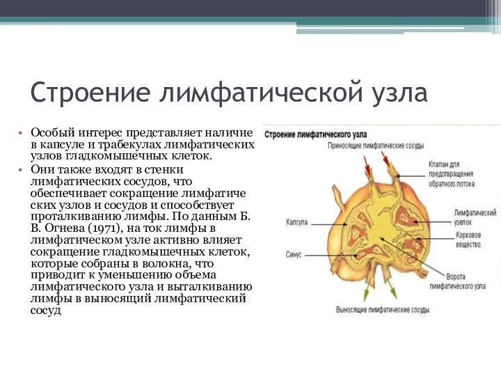 Строение лимфатической узла Особый интерес представляет наличие в капсуле и трабекулах лимфатических