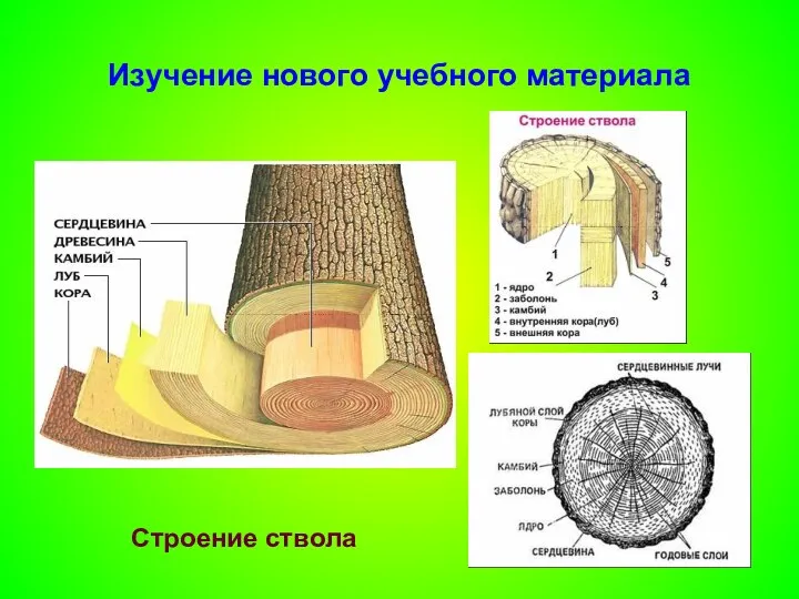 Изучение нового учебного материала Строение ствола