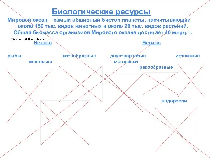 Биологические ресурсы Мировой океан – самый обширный биотоп планеты, насчитывающий около 180