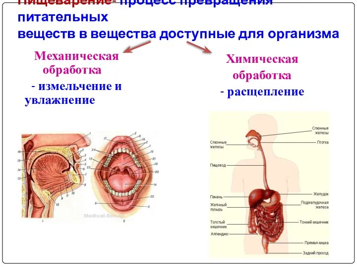 Пищеварение- процесс превращения питательных веществ в вещества доступные для организма Механическая обработка