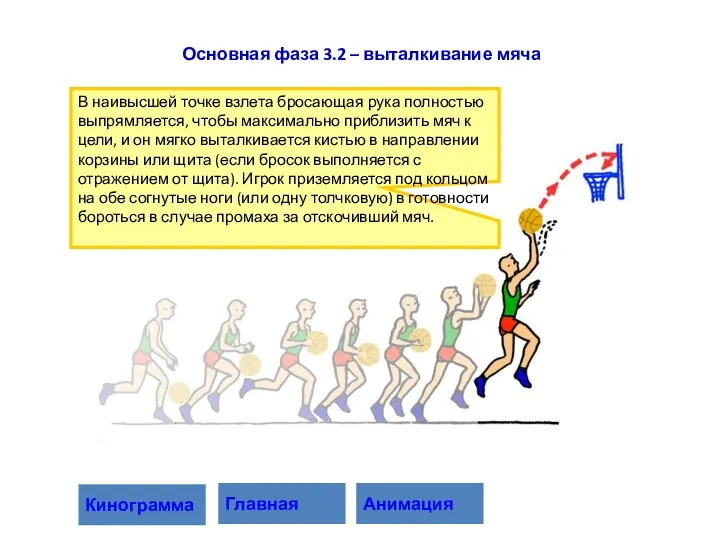 В наивысшей точке взлета бросающая рука полностью выпрямляется, чтобы максимально приблизить мяч