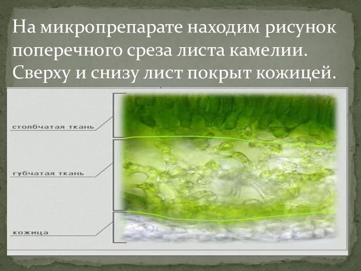 На микропрепарате находим рисунок поперечного среза листа камелии. Сверху и снизу лист покрыт кожицей.