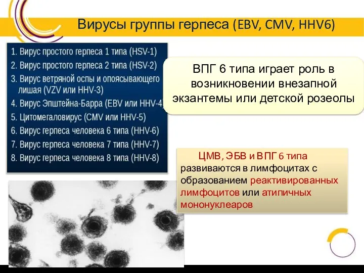 ВПГ 6 типа играет роль в возникновении внезапной экзантемы или детской розеолы