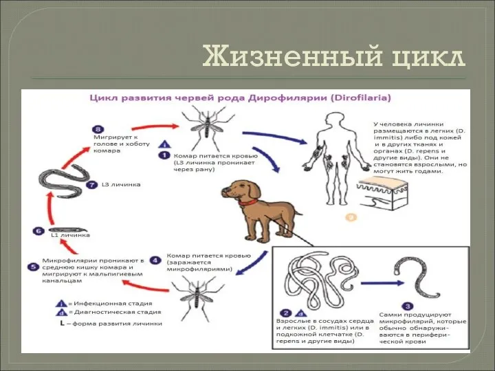 Жизненный цикл