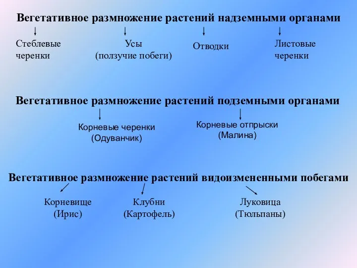 Вегетативное размножение растений надземными органами Усы (ползучие побеги) Отводки Листовые черенки Стеблевые