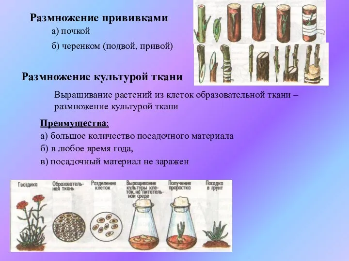 Размножение прививками а) почкой б) черенком (подвой, привой) Размножение культурой ткани Выращивание