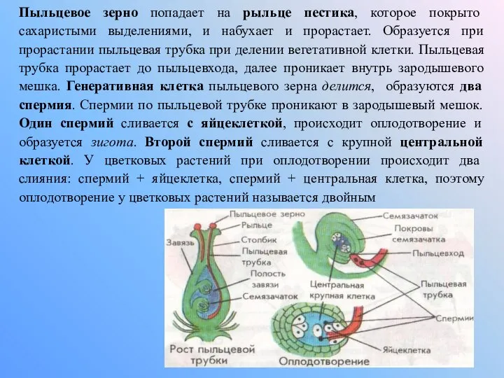 Пыльцевое зерно попадает на рыльце пестика, которое покрыто сахаристыми выделениями, и набухает