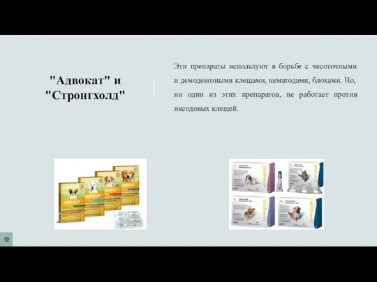 "Адвокат" и "Стронгхолд" Эти препараты используют в борьбе с чесоточными и демодекозными