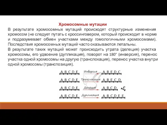 Хромосомные мутации В результате хромосомных мутаций происходят структурные изменения хромосом (не следует