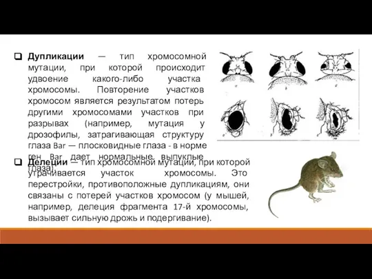 Дупликации — тип хромосомной мутации, при которой происходит удвоение какого-либо участка хромосомы.