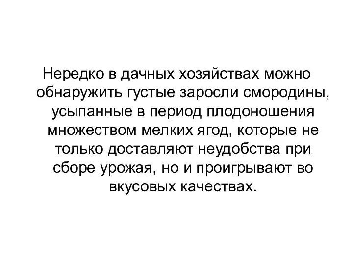 Нередко в дачных хозяйствах можно обнаружить густые заросли смородины, усыпанные в период