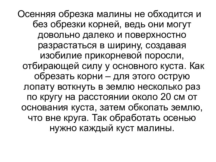 Осенняя обрезка малины не обходится и без обрезки корней, ведь они могут