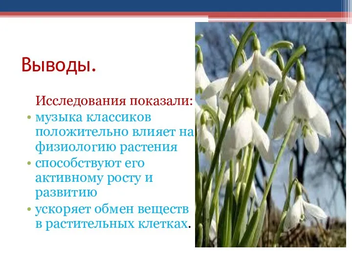 Выводы. Исследования показали: музыка классиков положительно влияет на физиологию растения способствуют его