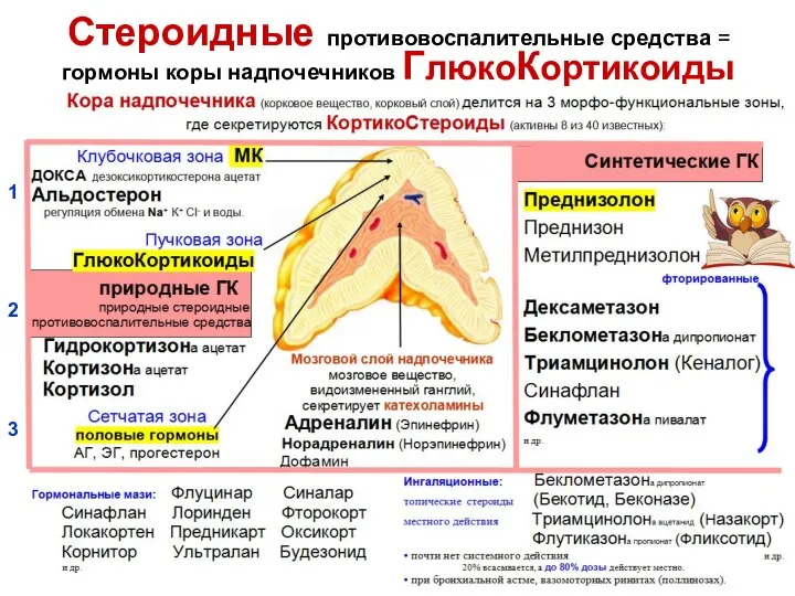 Стероидные противовоспалительные средства = гормоны коры надпочечников ГлюкоКортикоиды 1 2 3