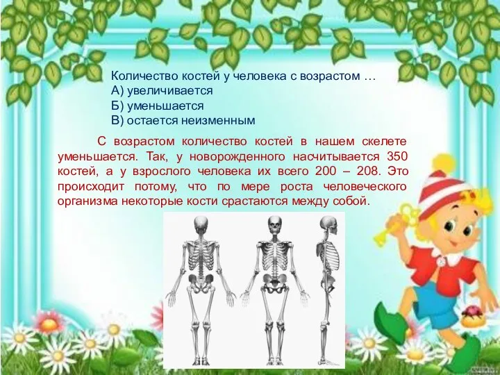 Количество костей у человека с возрастом … А) увеличивается Б) уменьшается В)