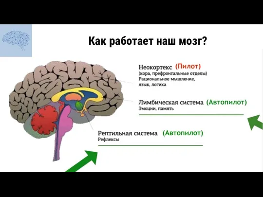 Как работает наш мозг?