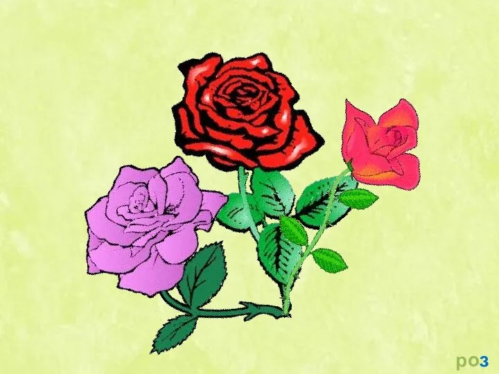 розы