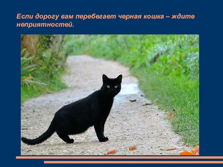 Если дорогу вам перебегает черная кошка – ждите неприятностей.
