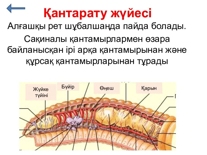 Қантарату жүйесі Алғашқы рет шұбалшаңда пайда болады. Сақиналы қантамырлармен өзара байланысқан ірі