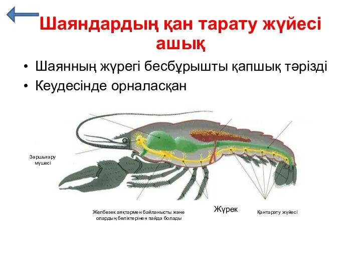 Шаянның жүрегі бесбұрышты қапшық тәрізді Кеудесінде орналасқан Шаяндардың қан тарату жүйесі ашық