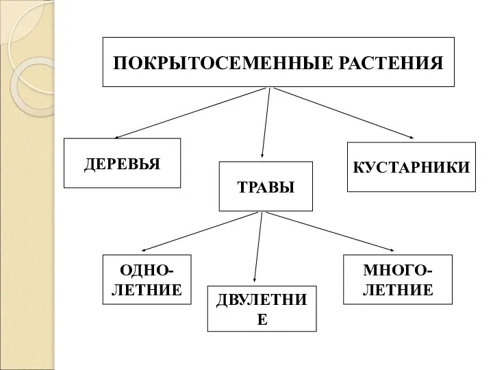 ПОКРЫТОСЕМЕННЫЕ РАСТЕНИЯ ДЕРЕВЬЯ КУСТАРНИКИ ТРАВЫ ОДНО- ЛЕТНИЕ ДВУЛЕТНИЕ МНОГО- ЛЕТНИЕ