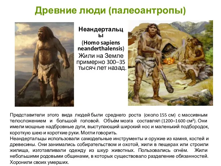 Древние люди (палеоантропы) Неандертальцы (Homo sapiens neanderthalensis) Жили на Земле примерно 300–35