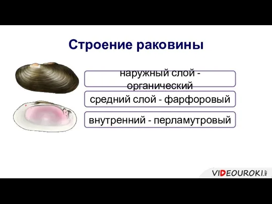 Строение раковины наружный слой - органический средний слой - фарфоровый внутренний - перламутровый